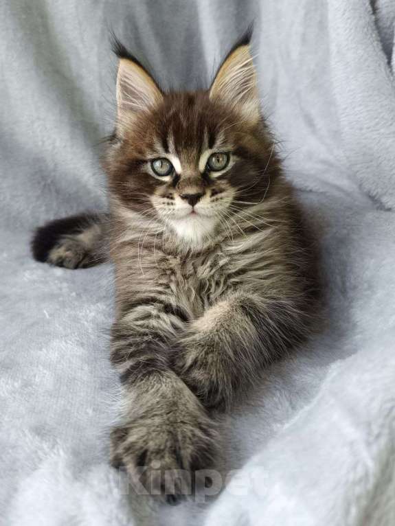 Кошки в других городах Краснодарского края: Котенок Мейн-кун Мальчик, 80 000 руб. - фото 2