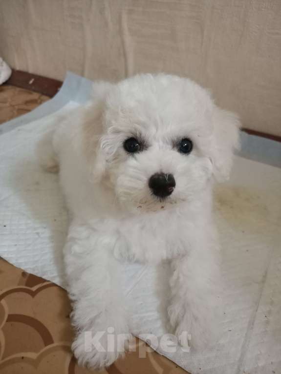 Собаки в Пушкино: Альбусия Девочка, 75 000 руб. - фото 3