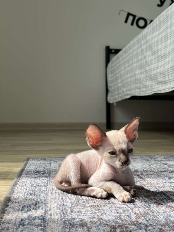 Кошки в Мытищах: Котенок Корниш-Рекс  Мальчик, 35 000 руб. - фото 2