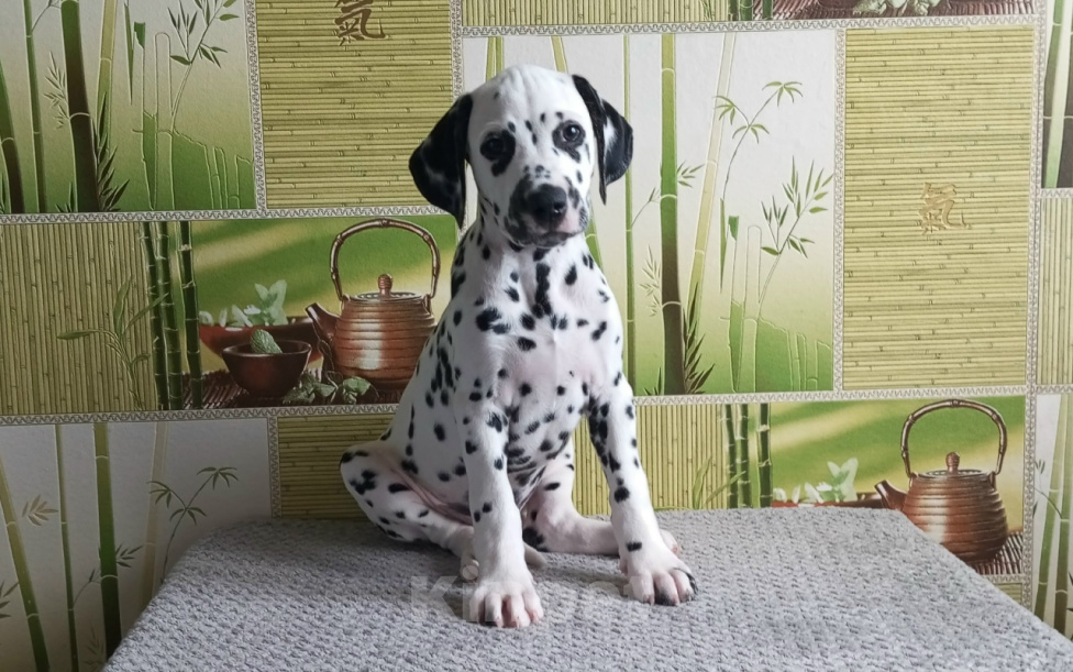 Собаки в Москве: Щенки далматина из профессионального питомника Мальчик, 100 000 руб. - фото 1