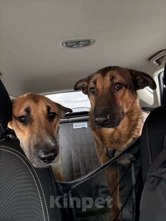 Собаки в Москве: Макс из приюта ищет дом  Мальчик, Бесплатно - фото 2