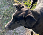 Собаки в Тосно: Ласковая дворняга в добрые руки Девочка, Бесплатно - фото 1