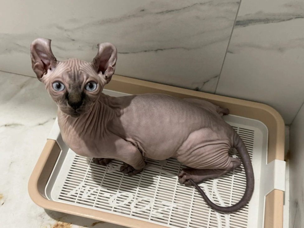 Кошки в Тюмени: купить котёнка канадского сфинкса / эльфа Мальчик, 70 000 руб. - фото 5