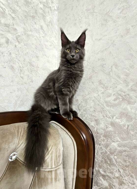 Кошки в Красноярске: Девочка мейн-кун  Девочка, Бесплатно - фото 6