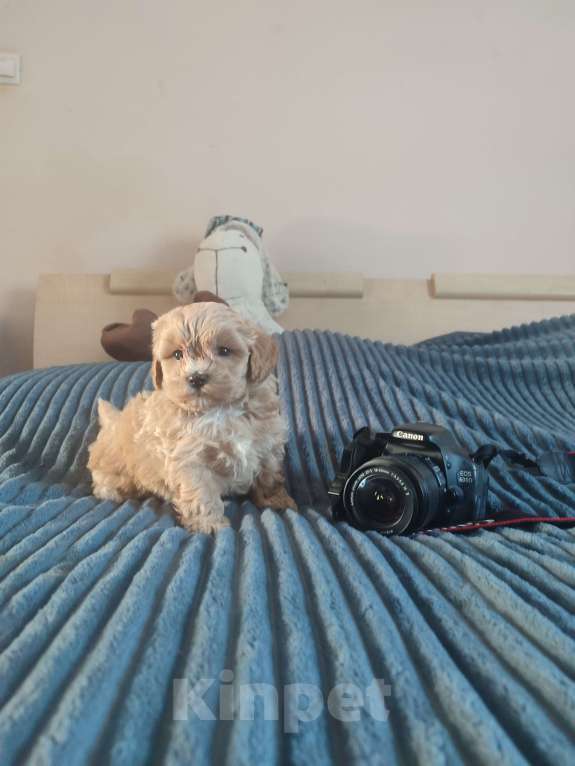 Собаки в Москве: Щенок мальтипу Мальчик, 60 руб. - фото 1