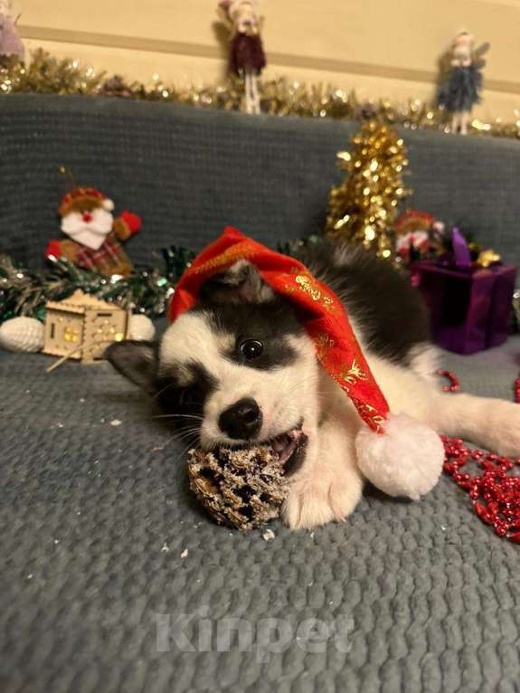 Собаки в Лосином-Петровском: Дейв якутенок лайка Мальчик, Бесплатно - фото 1