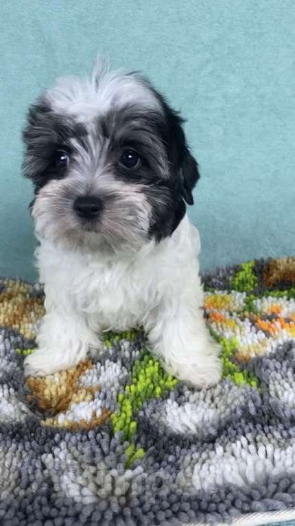 Собаки в Москве: Цветной Йорк - мальчик Мальчик, 40 000 руб. - фото 1