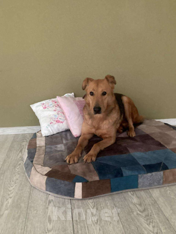 Собаки в Москве: Атаман с не атаманским характером очень ждет вас. Мальчик, Бесплатно - фото 1