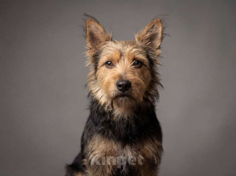 Собаки в Москве: Метис йорка и корги ищет дом. Мальчик, Бесплатно - фото 1