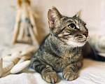 Кошки в Москве: Ласковая Симона ищет дом Девочка, Бесплатно - фото 4