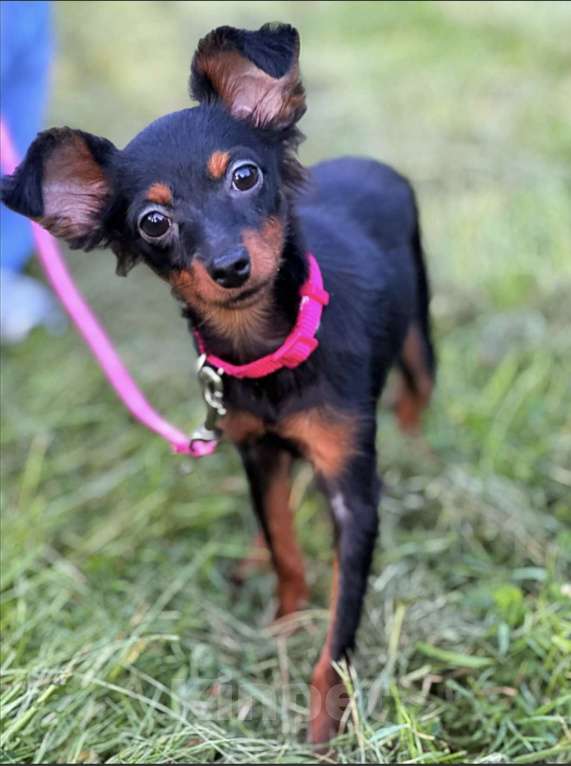Собаки в Санкт-Петербурге: Пражский крысарик щенки Девочка, Бесплатно - фото 3
