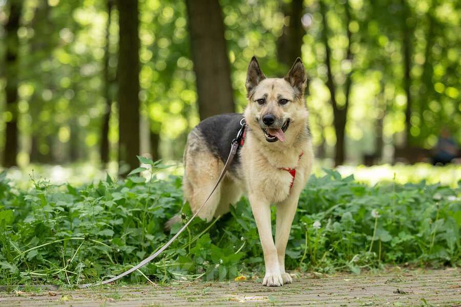 Собаки в Москве: Пеппи ищет дом. И ждёт его всей душой. Девочка, Бесплатно - фото 5