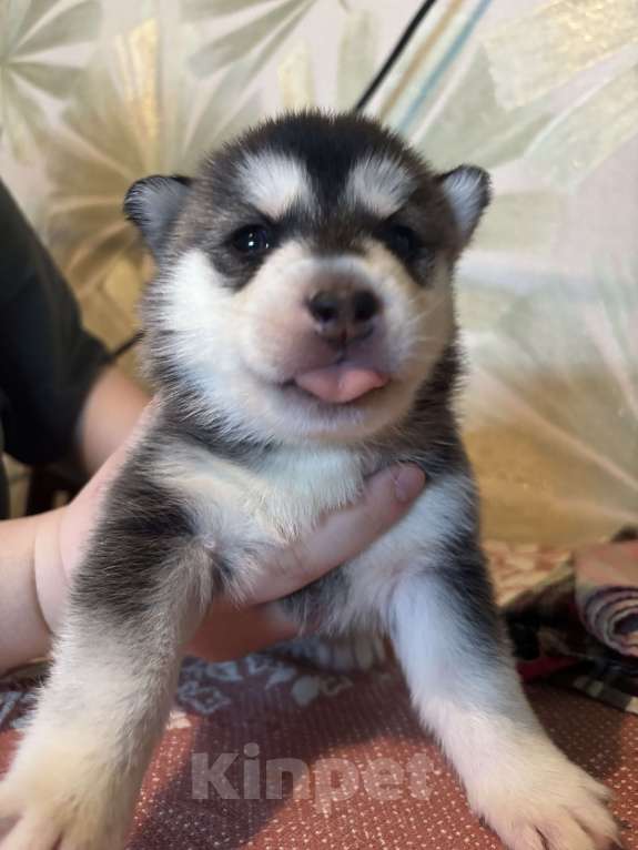 Собаки в Ярославле: Шенки сибирскикой хаски  Мальчик, 7 500 руб. - фото 2