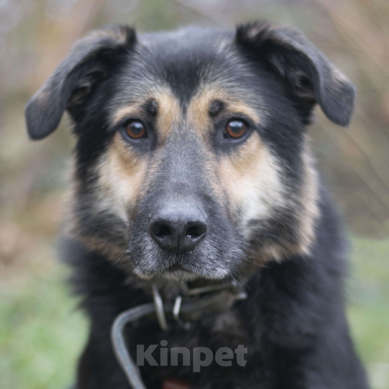 Собаки в Москве: Барни Мальчик, Бесплатно - фото 3