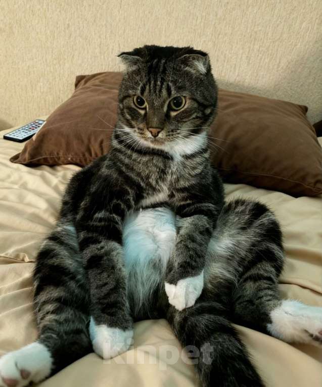 Кошки в Красноярске: Самый чудесный кот в очень добрые руки Мальчик, Бесплатно - фото 1