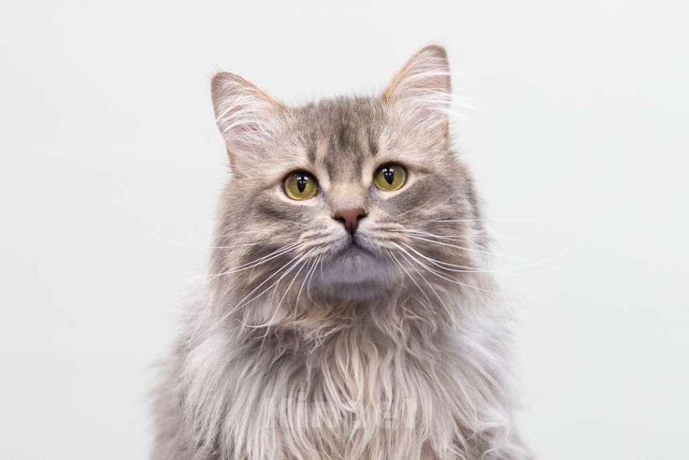 Кошки в Москве: кот Дракула в добрые руки Мальчик, Бесплатно - фото 2