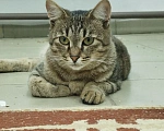 Кошки в Балашихе: КОТ ИЩЕТ ДОМ Мальчик, Бесплатно - фото 1