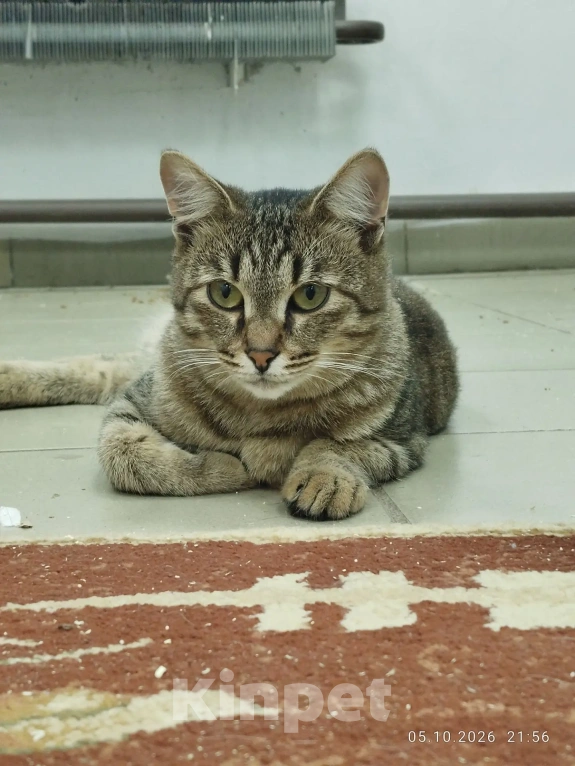 Кошки в Балашихе: КОТ ИЩЕТ ДОМ Мальчик, Бесплатно - фото 1