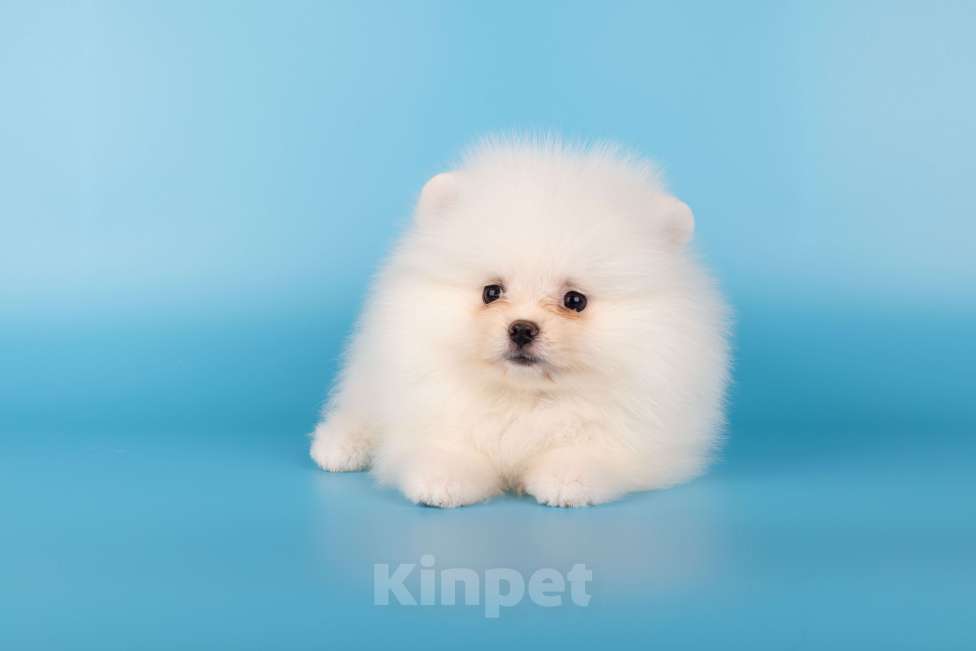 Собаки в Москве: Померанский той шпиц белого окраса Девочка, 45 000 руб. - фото 5