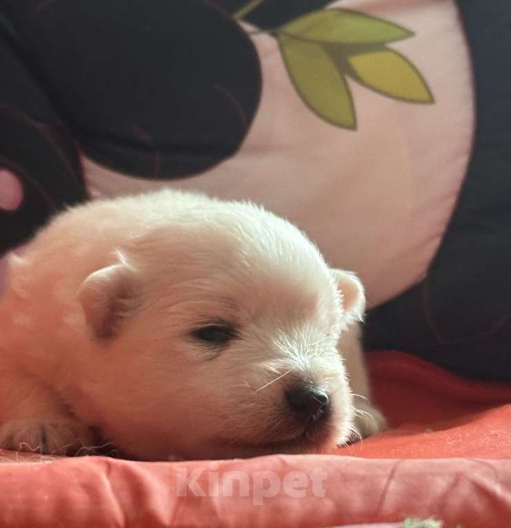 Собаки в Москве: Японский шпиц из питомника Мальчик, 100 000 руб. - фото 8