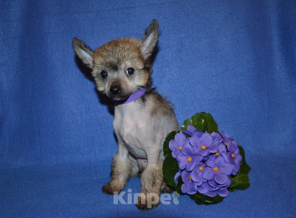 Собаки в Москве: Щенки китайской хохлатой собаки  Мальчик, 20 000 руб. - фото 2