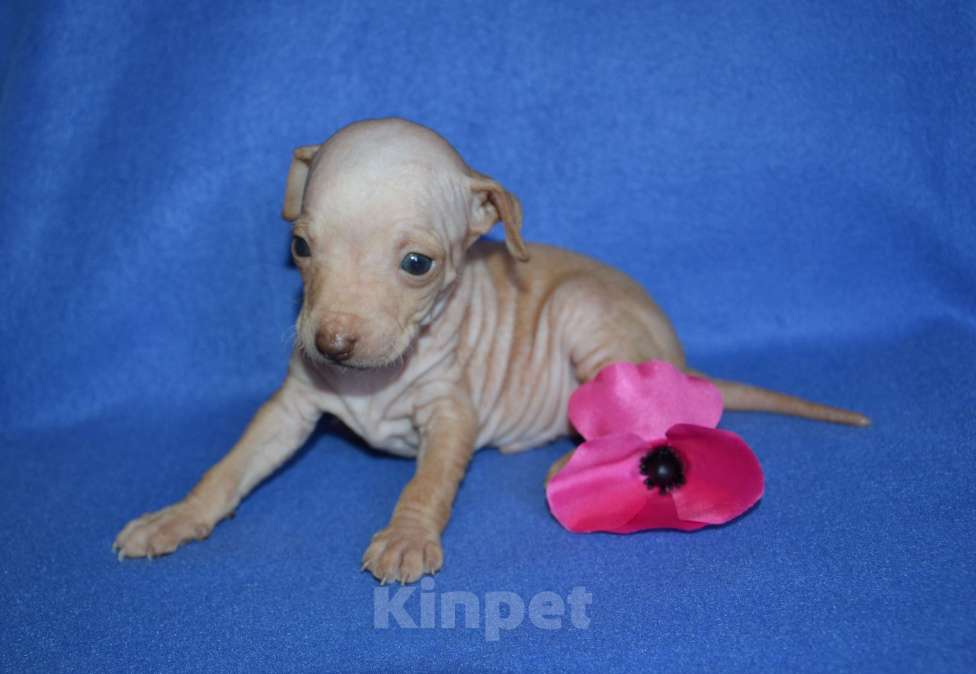 Собаки в Москве: Щенки американского голого терьера  Мальчик, 30 000 руб. - фото 6