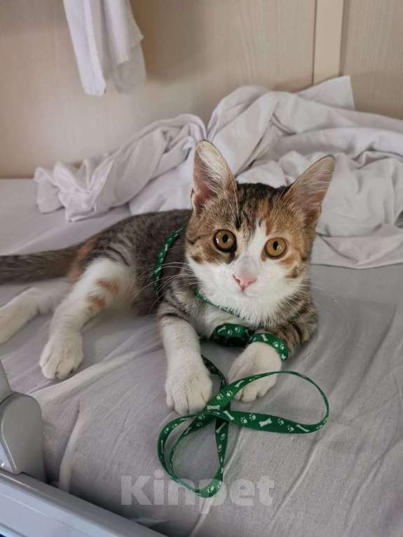 Кошки в Санкт-Петербурге: Малышка Аврора ищет дом Девочка, Бесплатно - фото 5