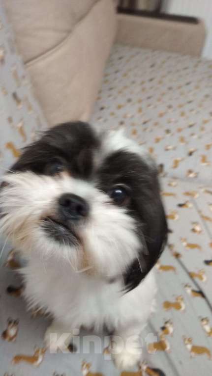 Собаки в Новороссийске: непоседа ШИ-ТЦУ Мальчик, 20 000 руб. - фото 3