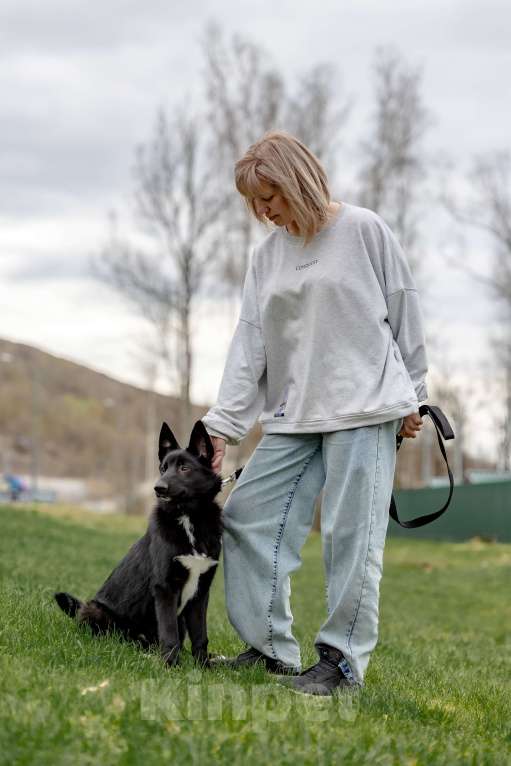 Собаки в Москве: Черный щенок Лавруша ищет дом Мальчик, Бесплатно - фото 4