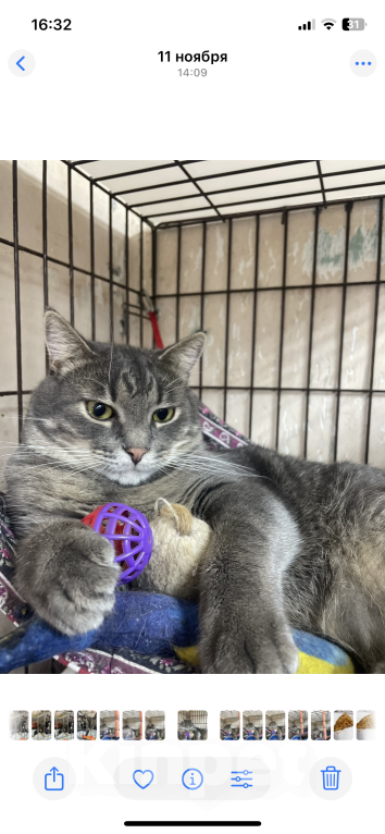 Кошки в Москве: Котик с золотисто-зелеными глазами ищет ма и па Мальчик, 100 руб. - фото 2