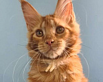 Кошки в Самаре: Котёнок породы Мейн-кун MCO female Iriska, color d Девочка, 40 000 руб. - фото 4