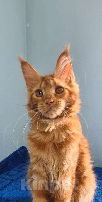 Кошки в Самаре: Котёнок породы Мейн-кун MCO female Iriska, color d Девочка, 40 000 руб. - фото 4