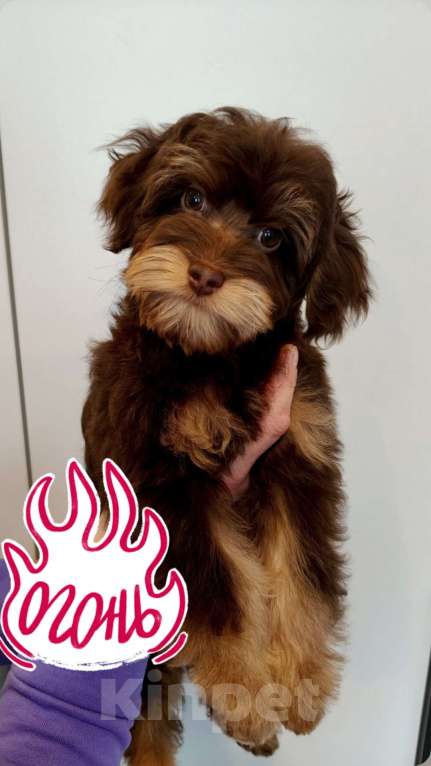 Собаки в Санкт-Петербурге: Редкая декоративная порода ( Петербургская орхидея) Разнополые, 80 000 руб. - фото 1