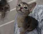 Кошки в Москве: Абиссинский котенок  Мальчик, 40 000 руб. - фото 2