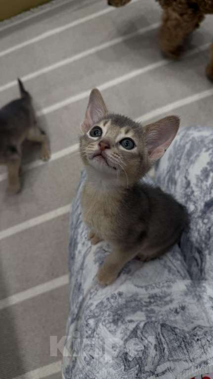 Кошки в Москве: Абиссинский котенок  Мальчик, 40 000 руб. - фото 2