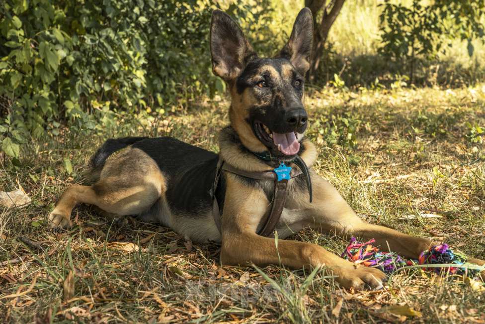 Собаки в Москве: Молодой Рафаэль ищет дом! Мальчик, Бесплатно - фото 2