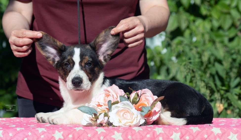 Собаки в Москве: Вельш корги кардиган щенок Мальчик, 80 000 руб. - фото 2