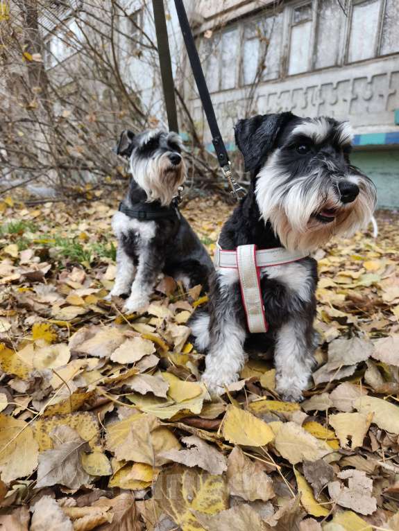 Собаки в Астрахани: Щенки цвергшнауцера Разнополые, 30 000 руб. - фото 2