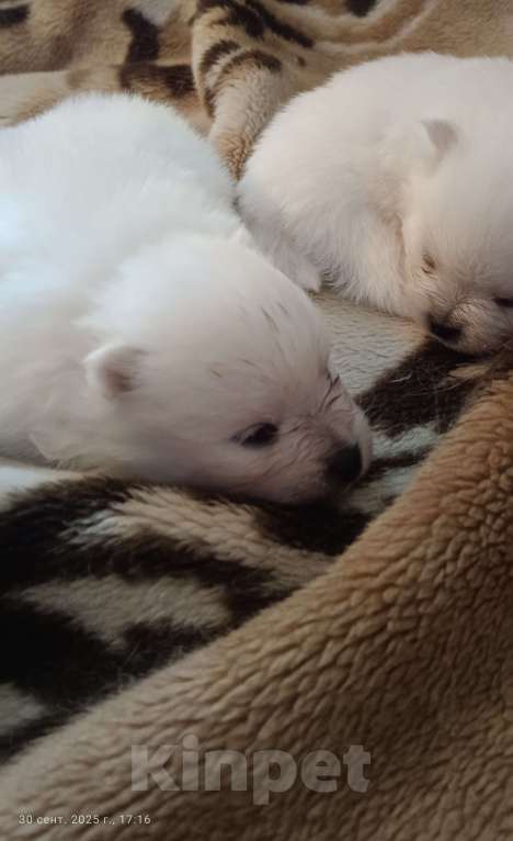 Собаки в Смоленске: Продам щенят Померанский шпиц  Мальчик, 20 000 руб. - фото 2