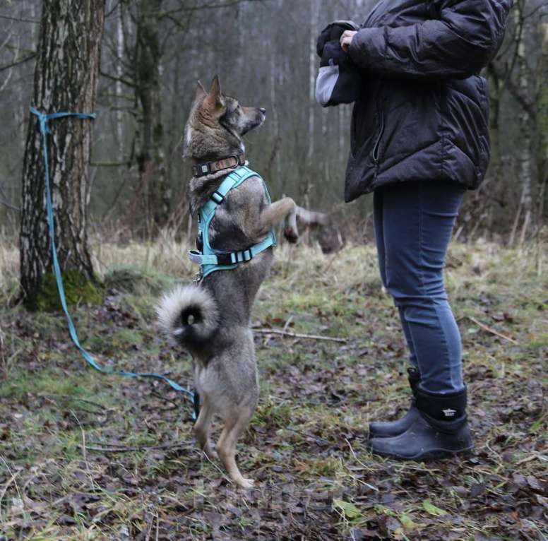 Собаки в Москве: маленькая Сушка ищет дом Девочка, Бесплатно - фото 3