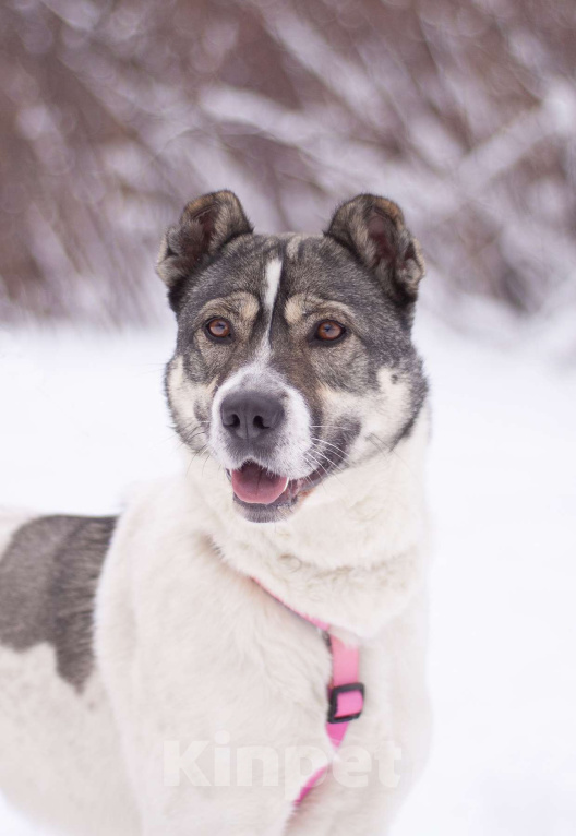Собаки в Москве: Не алабай, а очень ласковая кошечка Юта в поисках семьи Девочка, Бесплатно - фото 3