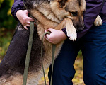 Собаки в Москве: Метис восточно-европейской овчарки Бакс ищет дом! Мальчик, Бесплатно - фото 5