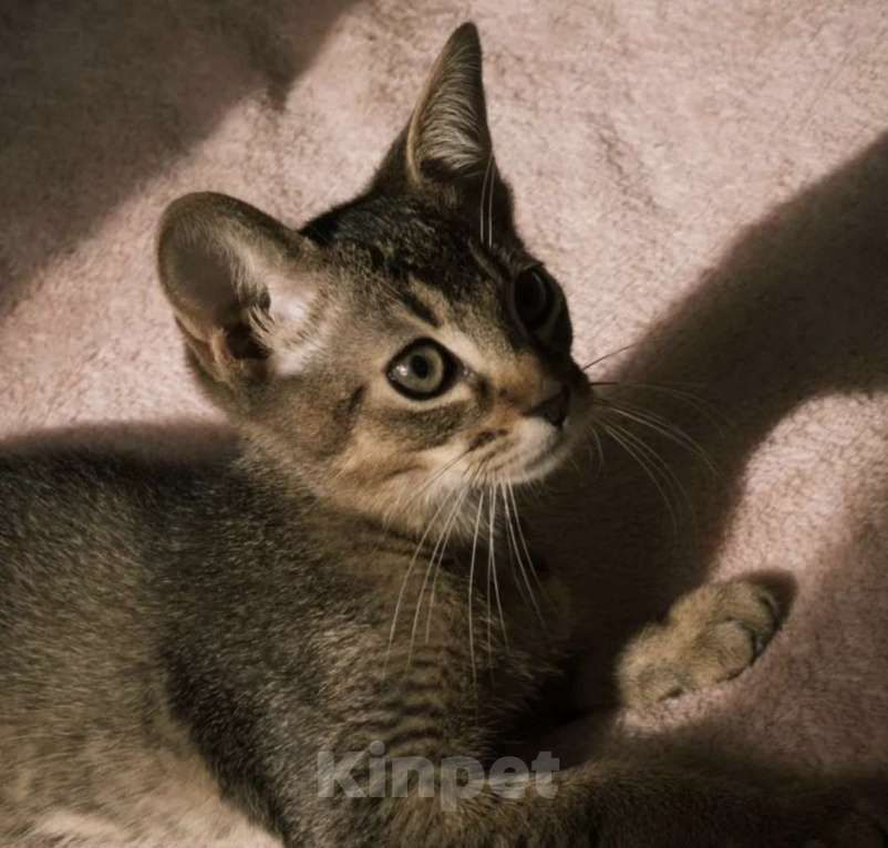 Кошки в Москве: Абисинские котенок метис Мальчик, 6 000 руб. - фото 4