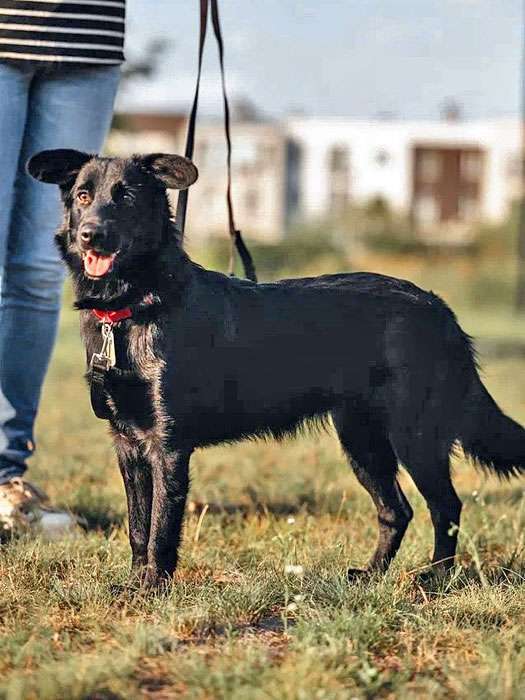 Собаки в Нижнем Новгороде: Очень нужны добрые дома подросткам-собакам, отличным охранникам Девочка, 10 руб. - фото 2
