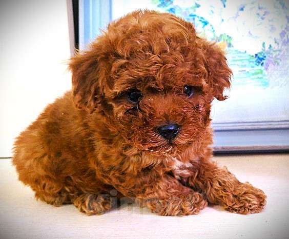 Собаки в Москве: Той пудель Мальчик, Бесплатно - фото 2