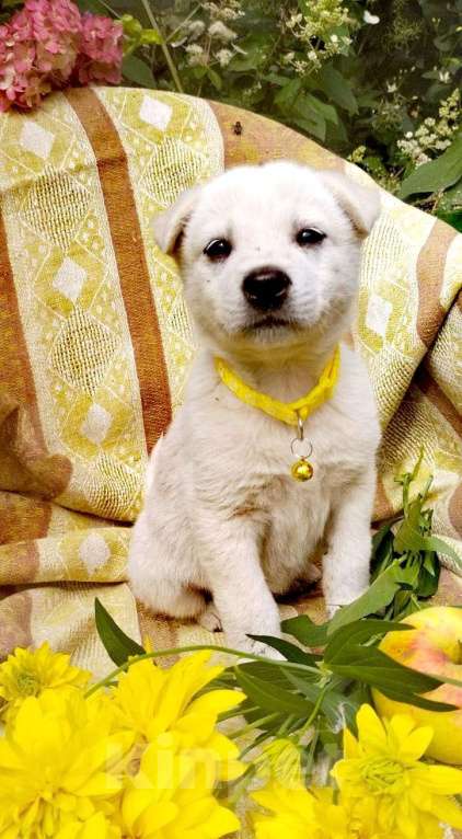 Собаки в Балашихе: щенки от белой овчарки Мальчик, Бесплатно - фото 5