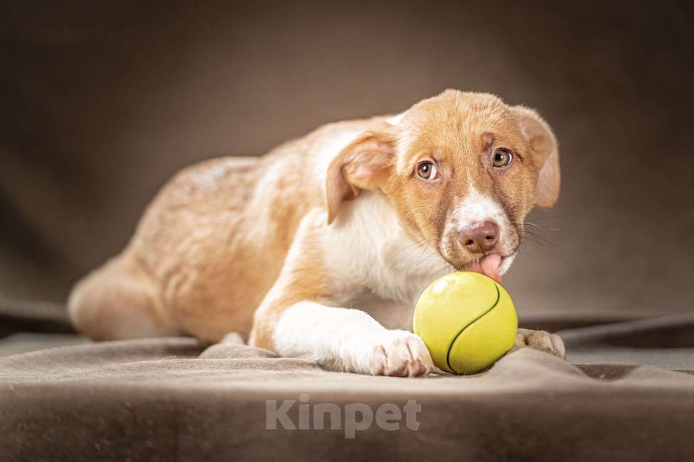 Собаки в Клине: Марсель — достойный джентльмен хочет стать вашим компаньоном Мальчик, Бесплатно - фото 7