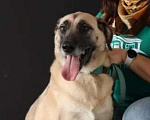 Собаки в Раменском: Люси, мини-метис кангала ищет дом Девочка, Бесплатно - фото 5