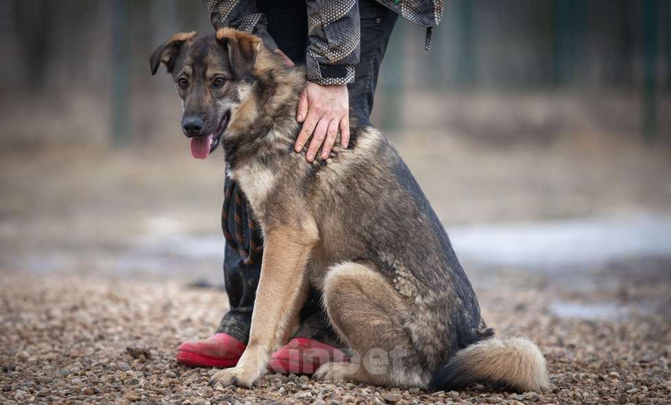 Собаки в Москве: Шepи Девочка, Бесплатно - фото 5