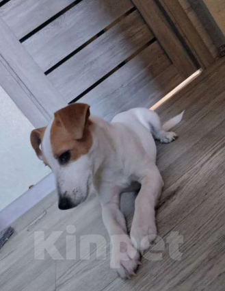 Собаки в Копейске: Джек Рассел терьер, щенок  Девочка, 15 000 руб. - фото 3